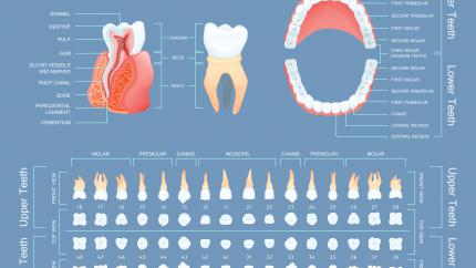 Come si numerano i denti