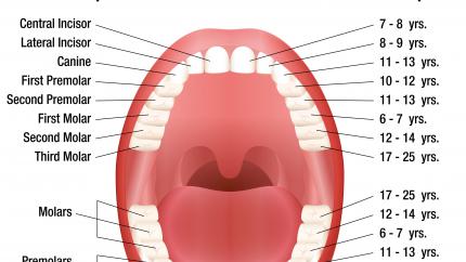 Denti nomi e numeri