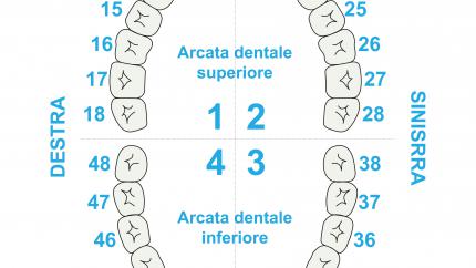 Numerazione denti