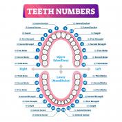 Come si numerano i denti