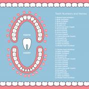 Denti nomi e numeri
