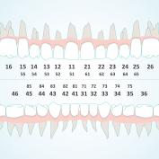Numerazione denti