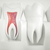 Polpa dentale